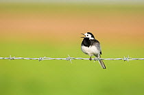Pied Wagtail {Motacilla alba} male singing, perched on wire, Norfolk, UK, spring
