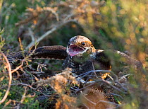 Nightjar {Caprimulgus europaeus} at nest in threat display towards advancing Adder, North Norfolk, UK, May