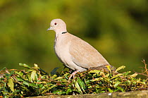 Collared Dove {Streptopelia decaocto} perched on garden hedge, UK