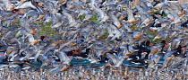 Mixed flock of Knot {Calidris canutus} and Oystercatcher {Haematopus ostralegus} at high tide roost, Snettisham RSPB Reserve, The Wash, Norfolk,UK, summer