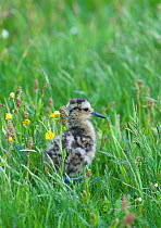 Curlew {Numenius arquata} chick in grass,  Shetland Island, Scotland, UK, June