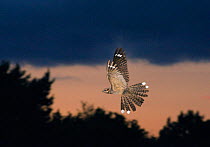 Nightjar {Caprimulgus europaeus} male in display flight at dusk, North Norfolk, UK, June