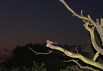 Nightjar {Caprimulgus europaeus} male churring on song post, North Norfolk, UK, June