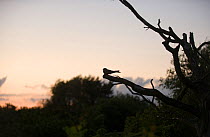 Nightjar {Caprimulgus europaeus} silhouette of male churring on song post at dusk, North Norfolk, UK, June