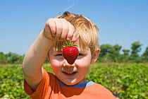 Child holding up a strawberry at fruit farm, Kent, UK, Model released