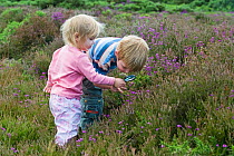 Boy and girl (aged 4 and 2) with magnifying glass looking at insects on heath, North Norfolk, UK, July, model released