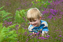 Boy (aged 4) with magnifying glass looking at insects on heath, North Norfolk, UK, July, model released