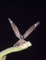 Nightjar {Caprimulgus europaeus} landing on song post, Norfolk, UK, July Not available for ringtone/wallpaper use.