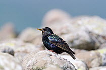 Starling {Sturnus vulgaris} carrying food to nest, Shetland Islands, Scotland, UK, June
