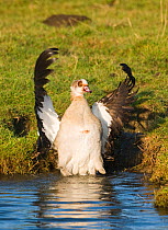 Egyptian Goose {Alopochen aegyptiacus} bathing, escaped from captivity, Salthouse, Norfolk, UK, December