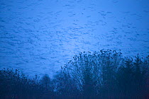 Large flock of Rooks {Corvus frugilegus} flying to roost, Buckenham, Norfolk, UK, December