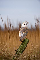 Barn Owl {Tyto alba} perched on post in reedbed, Cley, Norfolk, December