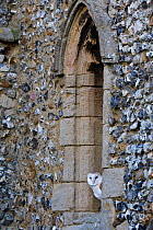 Barn Owl {Tyto alba} roosting in church window, North Norfolk, UK, December
