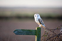 Barn  Owl {Tyto alba} perched on public footpath signpost, North Norfolk, UK, December