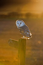 Barn  Owl {Tyto alba} perched on public footpath signpost, North Norfolk, UK, December