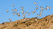Flock of Snow Buntings {Plectrophenax nivalis} in flight, wintering at Salthouse, Norfolk, UK