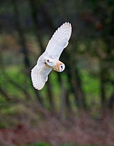 Barn Owl {Tyto alba} hunting over meadow, North Norfolk, UK, winter