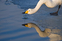 Whooper Swan {Cygnus cygnus} drinking, Hokkaido, Japan, February