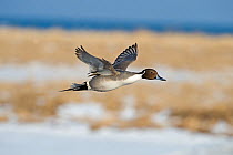 Pintail {Anas acuta} in flight, Hokkaido, Japan, February