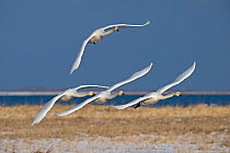 Four Whooper Swans {Cygnus cygnus} in flight, Hokkaido, Japan, February