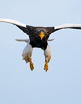 Steller's sea eagle {Haliaeetus pelagicus} in flight, landing, Shiretoko Peninsula, Hokkaido, Japan, February