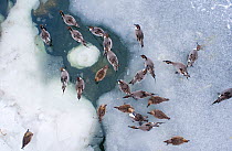 Looking down on flock of Pintail {Anas acuta} males and females, on frozen pool, Odaito, Hokkaido, Japan, Febraury