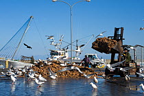 Gulls, mostly Slaty-backed Gulls {Larus schisisogus} feeding on dead starfish dumped on quay from fishing trawlers, Hokkaido, Japan, February 2008.