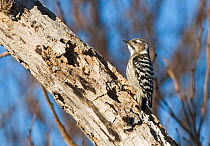 Japanese Pygmy Woodpecker {Dendrocopos kizuki nippon} Hokkaido, Japan, February