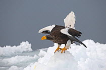 Steller's sea eagle {Haliaeetus pelagicus} on sea ice, Nemuro Channel, off Rausu, Hokkaido, February