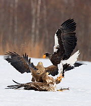 Steller's sea eagle {Haliaeetus pelagicus} and White-tailed sea eagles {Haliaeetus albicilla} squabbling over fish, Akan, Hokkaido, Japan, February