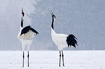 Japanese / Red crowned cranes {Grus japonensis} pair calling, Akan, Hokkaido, Japan, February