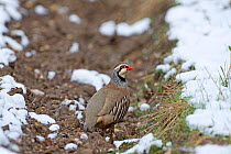 Red-legged Partridge {Alectoris rufa} on farmland in snow, Norfolk, UK