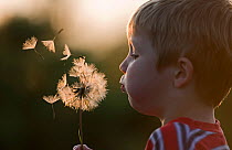 Young boy blowing Dandelion seed head, Norfolk, UK, May, model released