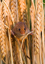 Harvest mouse {Micromys minutus} amongst ripe heads of Barley, Norfolk, UK, July