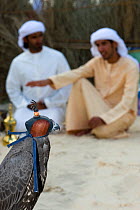 Saker x Gyr Falcon hybrid and two falconers from Abu Dhabi in UAE at 2nd International Falconry Festival held in Reading, UK, July 2009