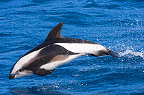 Hourglass dolphin {Lagenorhynchus cruciger} porpoising, Southern Ocean, nr South Georgia, November