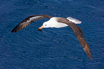 Black-browed albatross {Thalassarche  melanophrys} immature in flight, carrying a squid, Southern Ocean, nr South Georgia, November