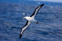 Black-browed albatross {Thalassarche  melanophrys} in flight over sea, Southern Ocean, nr South Georgia, November