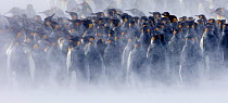 King Penguin {Aptenodytes patagonicus} colony huddled together during storm, Right Whale Bay, South Georgia, November