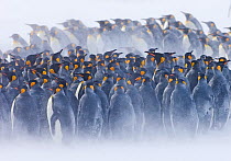 King Penguin {Aptenodytes patagonicus} colony huddled together during storm, Right Whale Bay, South Georgia, November