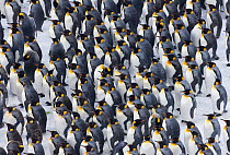King Penguin {Aptenodytes patagonicus} colony huddled together, Right Whale Bay, South Georgia, November