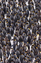 King Penguin {Aptenodytes patagonicus} colony huddled together during storm, adults and juveniles, Right Whale Bay, South Georgia, November