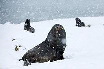 Antarctic Fur Seals {Atrocephalus gazella} in snow, Grytviken, South Georgia, November