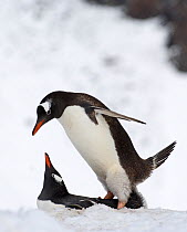 Gentoo penguin {Pygoscelis papua} mating pair, Half Moon Island, Antarctica