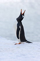 Gentoo penguin {Pygoscelis papua} calling, Half Moon Island, Antarctica