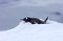 Gentoo penguin {Pygoscelis papua} on nest in snow, Half Moon Island, Antarctica