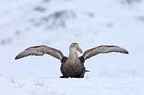 Southern Giant Petrel {Macronectes giganteus} stretching wings, Half Moon Island, Antarctica