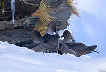 Light-mantled sooty albatross {Phoebetria palpebrata} female with two males on snow covered nest ledge, courting in early spring, Gold Harbour, South Georgia, November