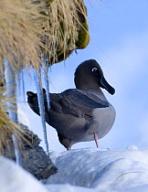 Light-mantled sooty albatross {Phoebetria palpebrata} on snow covered nest ledge, courting in early spring, Gold Harbour, South Georgia, November