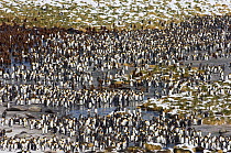King Penguin colony {Aptenodytes patagonicus} and Elephant seals, Gold Harbour, South Georgia, November 2006